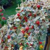 Cotoneaster suecicus Juliette 87231 1