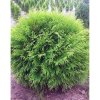 thuja occidentalis little champion p9 3l 1 1000x1000 1