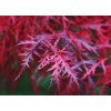 acer firecracker