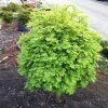 metasequoia glyptostroboides matthaei broom