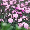 Dianthus Dinneta Pink 1 slovensketrvalky 5 (3)