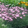 Dianthus Dinneta Pink 1 slovensketrvalky 5 (2)