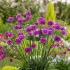 Armeria Ballerina Purple Rose