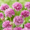 armeria pseudarmeria ballerina purple rose engels gras