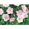 Geranium Vision Pink 1024x726