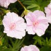 geranium vision pink1