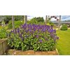 Salvia Blue Marvel SALBLUM BHC 2 A