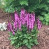 salvia nemorosa pink marvel 500x500