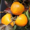 Plaqueminier Kaki Diospyros kaki Ragno copyright 183981 FR