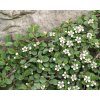 cotoneaster procumbens queen of carpets op stam