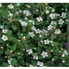 Cotoneaster dammeri´MOONCREEPER´ -Skalník dammerov ´MOONCREEPER´
