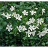 vinca minor alba small white periwinkle groundcover