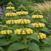 phlomis 1000x1000