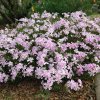 phlox subulata candy stripes2