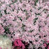 phlox subulata candy stripes3