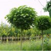 CATALPA bignonioides Nana6