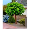 CATALPA bignonioides Nana
