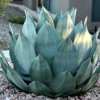 agave premium 1000x1000