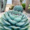 agave premium 1000x1000 v2