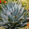 agave premium 1000x1000 v4 (1)