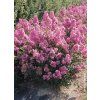 Lagerstroemia Rhapsody in Pink-Myrta krepová-9x9