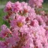 Lagerstroemia Rhapsody in Pink-Myrta krepová-9x9