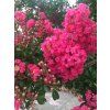Lagerstroemia Tuscarola-Myrta krepová-9x9