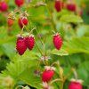 fragaria vesca rugen lesne jahody rugen