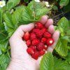 fragaria vesca rugen lesne jahody rugen 3