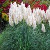 3253227 cortaderia white plume 02