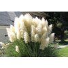 pampas grass garden