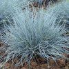 Festuca glauca Elijah Blue