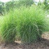 gracillimus miscanthus grass plant 704 detail