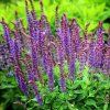salvia nemorosa ostfriesland 1 2 kopier 2