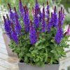 Salvia nemorosa Marvel Dark Blue 2 Groot