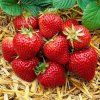 strawberry elsanta 1 2 1