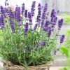 lavender hidcote blue pot 750x750 1 1