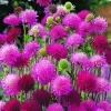 knautia melton pastels 4 1