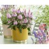 Buddleja Rockstar Pink (6)