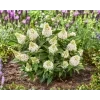 Buddleia davidii Little Rockstars® White 42928 S 3