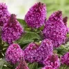 Buddleia Little Rockstars Red Butterfly Bush 3