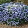 Ceanothus Thyrsiflorus Var. Repens Amerikaanse Sering 1