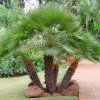 Chamaerops Humilis