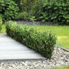 ilex crenata robustico 1520cm