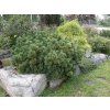 pinus mugo pumilio5