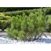 pinus mugo pumilio3