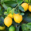 Citronnier des 4 saisons Citrus limon copyright 780252 1