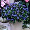 ceratostigma plumbaginoides rohovnik3