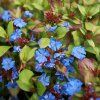 ceratostigma plumbaginoides rohovnik