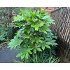 Fatsia Japonica 1g Main